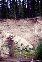 Little birds nestling