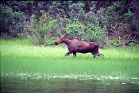 Moose