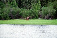 Mama and Baby Moose
