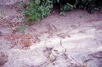 Fresh footprints of all kind of MONSTERS: Grizzlys, Black Bears and a Wolf