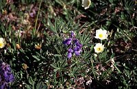 Hiking in Denali Natl. Park