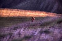 Visit of a young grizzly bear