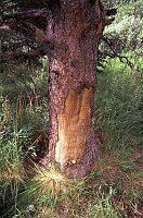 The bear likes that tree!