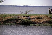 Aligators at Jessup Lake