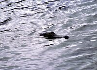 Aligators at Jessup Lake