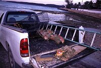 Fresh Conches at the beach, Governours Harbour