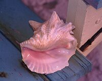 Conch in the sunset, Normans Cay