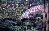 Visiting the Manatees (sea cowas) at Blue Springs