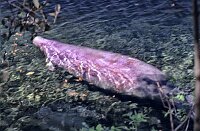 Visiting the Manatees (sea cowas) at Blue Springs