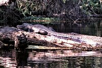 Alligator at Wekiva River