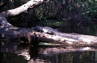 Jungle Trip with a canoe at Wekiva River