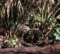 Jungle Trip with a canoe at Wekiva River