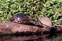 Jungle Trip with a canoe at Wekiva River