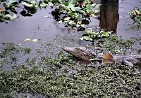 Aligators at Jessup Lake