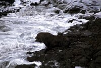 Otago Peninsula, Seals