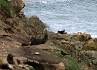 Otago Peninsula, Seals