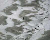 Otago Peninsula, penguin