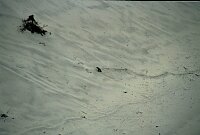 Otago Peninsula, penguin