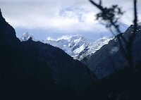 Fox Glacier and the Alps