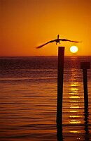 The Keys: Pelikan in the sunset