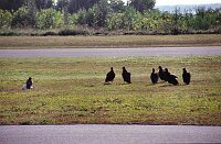 Everglades National Park: Hols der Geier!