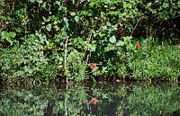Hibiskus at the pond
