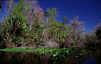 Wekiva River
