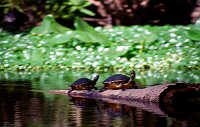 Wekiva River: Turtles