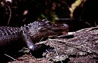 Wekiva River: Alligator