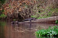 Wekiva River: Alligator