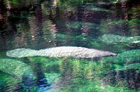 Blue Springs: Manatees