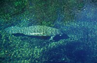 Blue Springs: Manatees