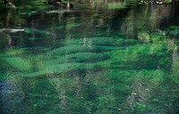 Blue Springs: Manatees