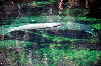 Blue Springs: Manatees